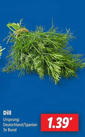 Dill – frisch und aromatisch