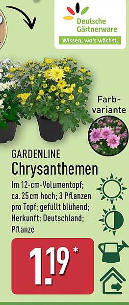 GARDENLINE Chrysanthemen