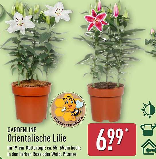 Gardenline Orientalische Lilie im 19-cm-Kulturtopf