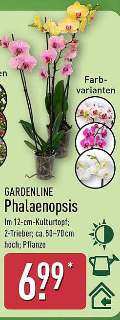 GARDENLINE Phalaenopsis im 12-cm-Kulturtopf