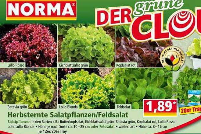 Herbsternte Salatpflanzen/Feldsalat
