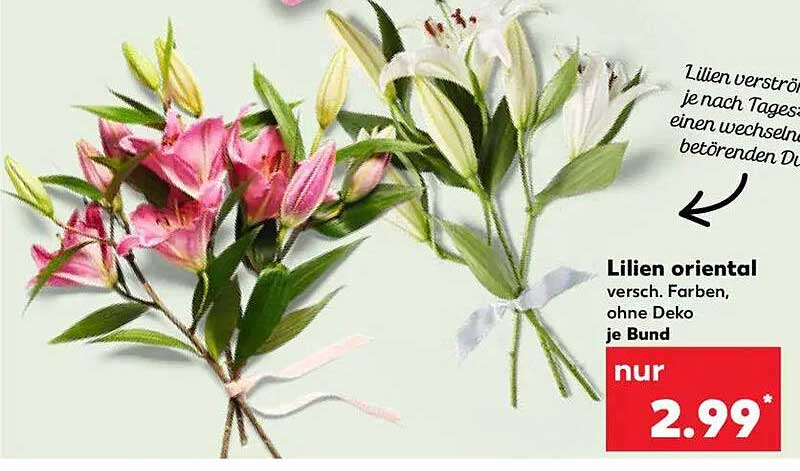 Lilien oriental, verschiedene Farben, ohne Deko je Bund