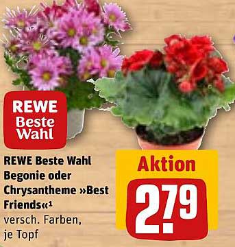 REWE Beste Wahl Begonie oder Chrysantheme »Best Friends«