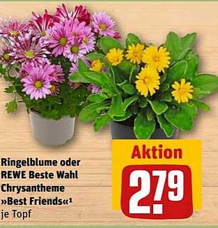 Ringelblume oder REWE Beste Wahl Chrysantheme »Best Friends«