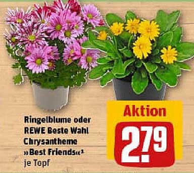 Ringelblume oder REWE Beste Wahl Chrysantheme „Best Friends“ je Topf