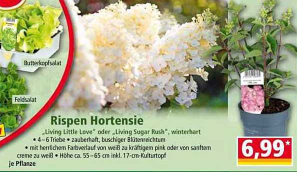 Rispen Hortensie - Living Little Love oder Living Sugar Rush