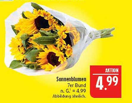 Sonnenblumen 7er Bund