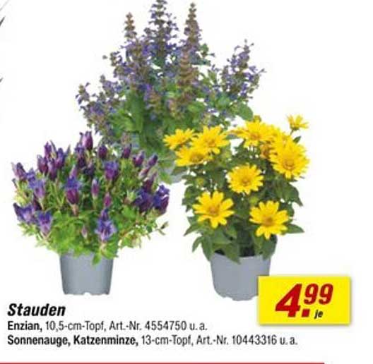 Staudengewächse: Enzian, Sonnenauge und Katzenminze im Angebot
