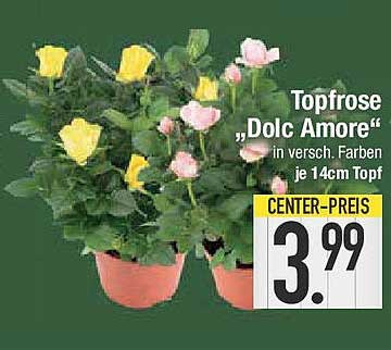 Topfrose „Dolc Amore“ in versch. Farben – je 14cm Topf