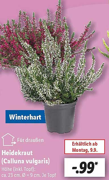 Heidekraut Kaufen Aldi