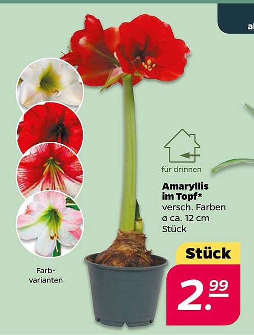 Amaryllis im Topf – Verschiedene Farben Ø ca. 12 cm Stück