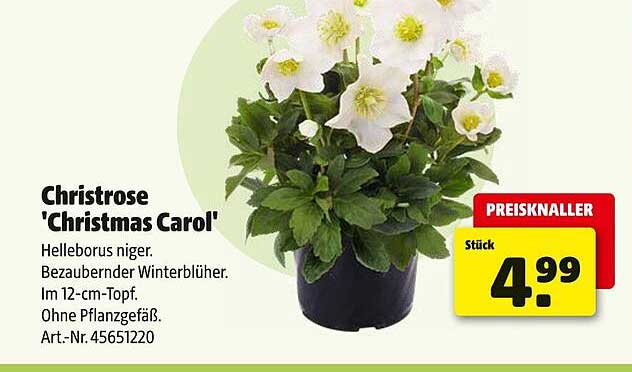 Christrose 'Christmas Carol' - Helleborus niger im 12-cm-Topf