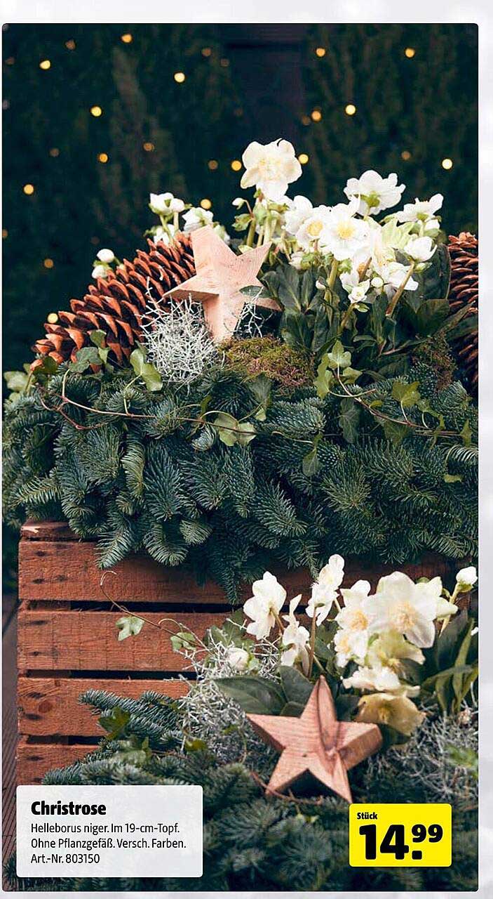 Christrose Helleborus niger im 19-cm-Topf