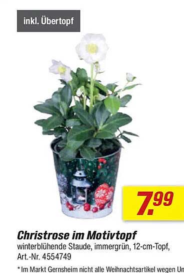 Christrose im Motivtopf