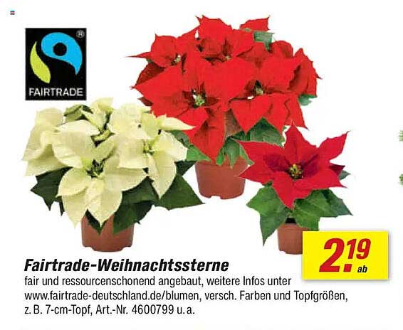 Fairtrade-Weihnachtssterne ab 2,19