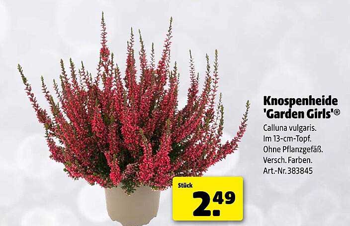 Knospeneide 'Garden Girls®' - Calluna vulgaris im 13-cm-Topf