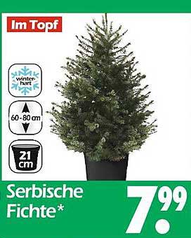 Serbische Fichte im Topf