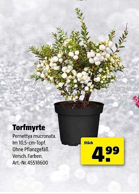 Torfmyrte – Die perfekte Pflanze für dein Zuhause