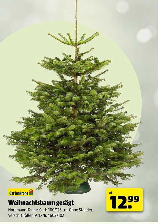 Weihnachtsbaum gesägt Nordmann-Tanne H 100/125 cm ohne Ständer