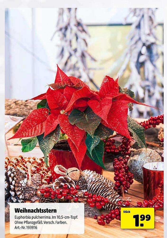 Weihnachtsstern - Euphorbia pulcherrima im 10,5-cm-Topf