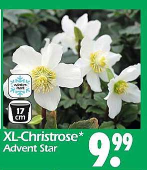 XL-Christrose* Advent Star