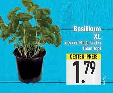 Basilikum XL aus den Niederlanden 15cm Topf