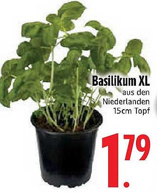 Basilikum XL aus den Niederlanden, 15cm Topf