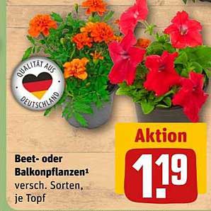 Beet- oder Balkonpflanzen, verschiedene Sorten, je Topf