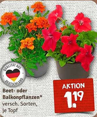 Beet- oder Balkonpflanzen - verschiedene Sorten, je Topf