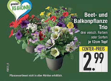 Beet- und Balkonpflanze Trio – drei verschiedene Farben oder Sorten, je 12 cm Topf