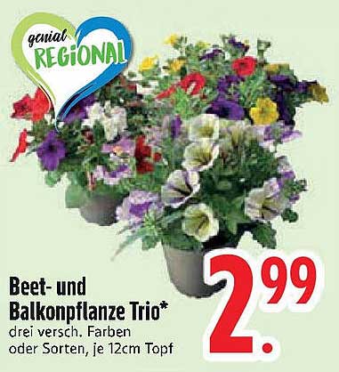 Beet- und Balkonpflanze Trio*