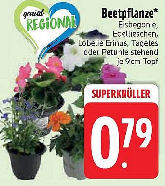 Beetpflanze* - Eisbegonie, Edellieschen, Lobelie Erinus, Tagetes oder Petunie stehend je 9cm Topf
