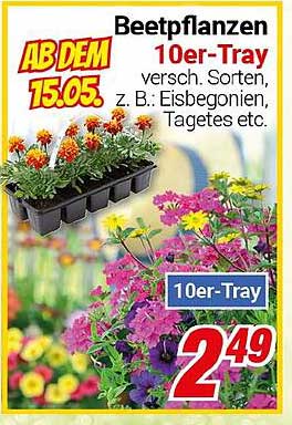 Beetpflanzen 10er-Tray, verschiedene Sorten wie z.B. Eisbegonien und Tagetes