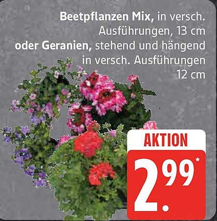 Beetpflanzen Mix, in versch. Ausführungen, 13 cm oder Geranien, stehend und hängend in versch. Ausführungen 12 cm