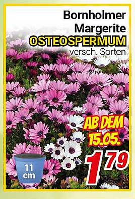 Bornholmer Margerite Osteospermum - verschiedene Sorten