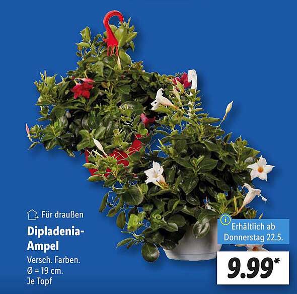 Dipladenia-Ampel - Verschiedene Farben