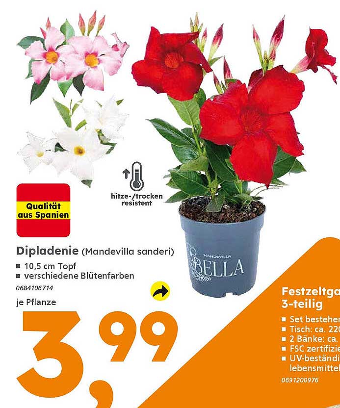 Dipladenie (Mandevilla sanderi) 10,5 cm Topf - verschiedene Blütenfarben
