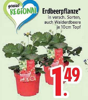 Erdbeerpflanze* in versch. Sorten, auch Walderdbeere je 10cm Topf