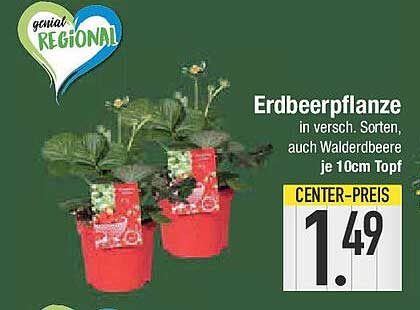 Erdbeerpflanze in verschiedenen Sorten, auch Walderdbeere, je 10cm Topf