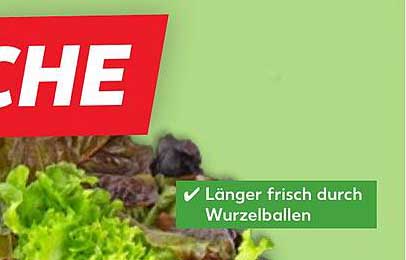 Frischer Salat mit Wurzelballen