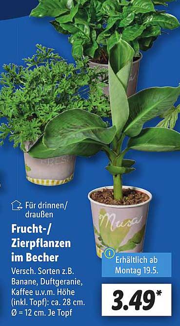Frucht-/Zierpflanzen im Becher - verschiedene Sorten wie Banane, Dufteranie, Kaffee u.v.m.