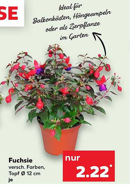 Fuchsie, verschieden Farben, Topf Ø 12 cm je
