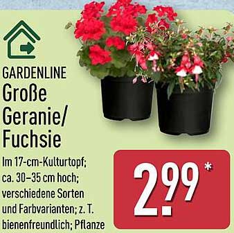 GARDENLINE Große Geranie/Fuchsie