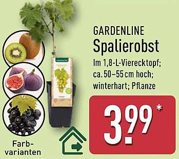 GARDENLINE Spalierobst im 1,8-L-Vierecktopf, ca. 50–55 cm hoch, winterhart