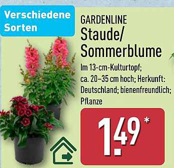 GARDENLINE Staude/Sommerblume im 13-cm-Kulturtopf