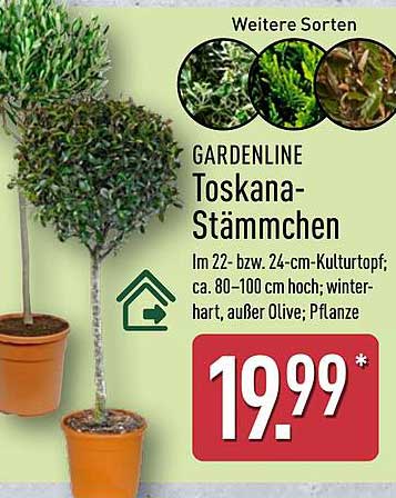 GARDENLINE Toskana-Stämmchen