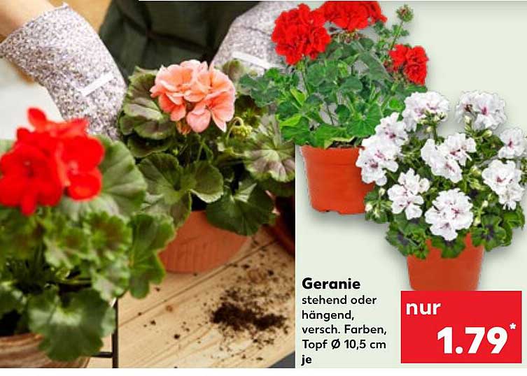 Geranie stehend oder hängend, verschiedenste Farben, Topf Ø 10,5 cm je