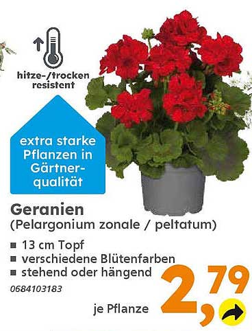 Geranien (Pelargonium zonale / peltatum) - Pflanzen in Gärtnerqualität