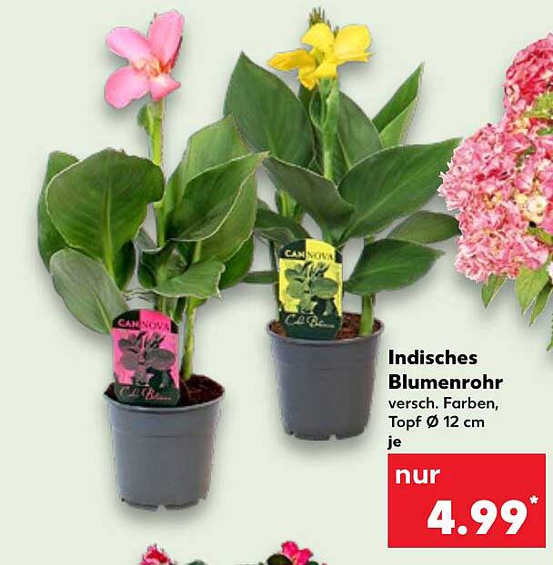 Indisches Blumenrohr - verschieden Farben, Topf Ø 12 cm je