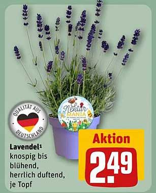 Lavendel - knospig bis blühend, herrlich duftend, je Topf